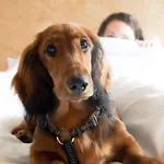 Hotel Greet 3*